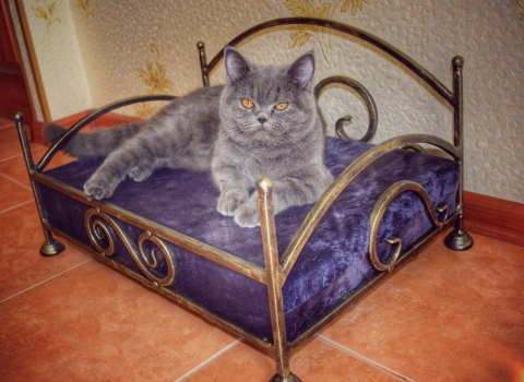 Недорогая кованая кроватка для кошки КМП-018